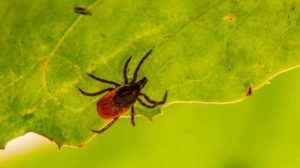 Lyme disease co-infections