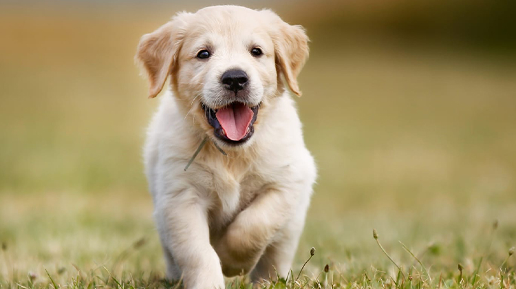 11 Best CBD Oil for Dogs 2022: Top Brands & Buying Guide - Vimarsana News