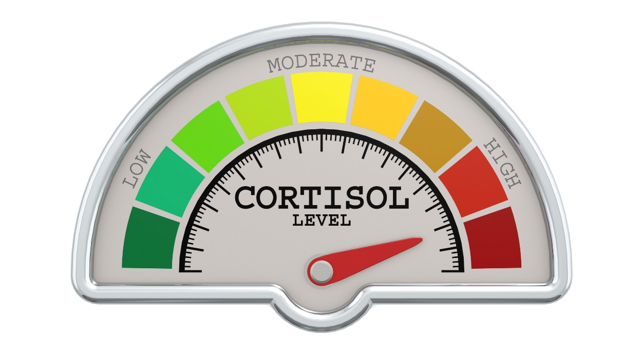cortisol and exercise