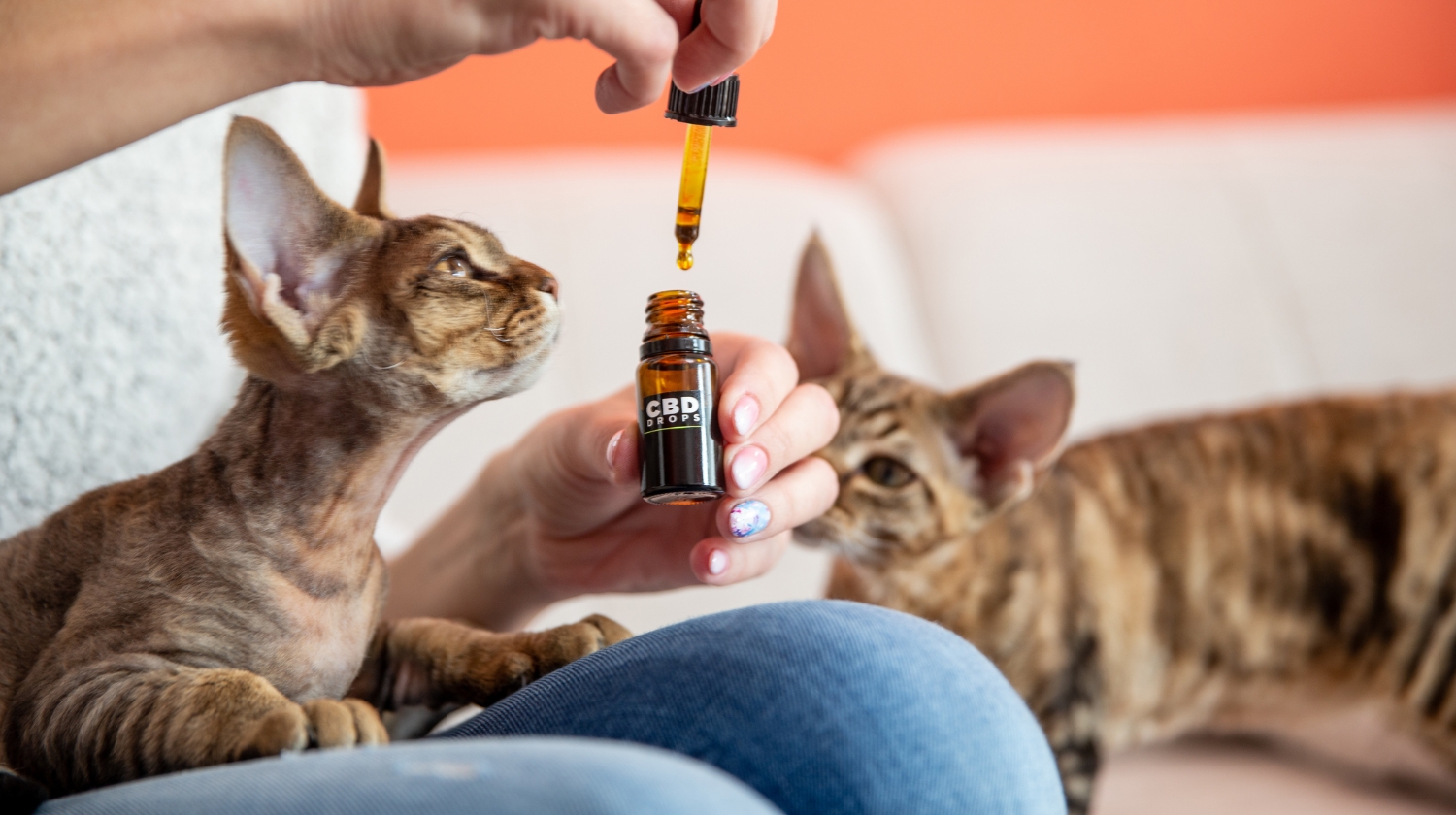 CBD Öl Für Katzen