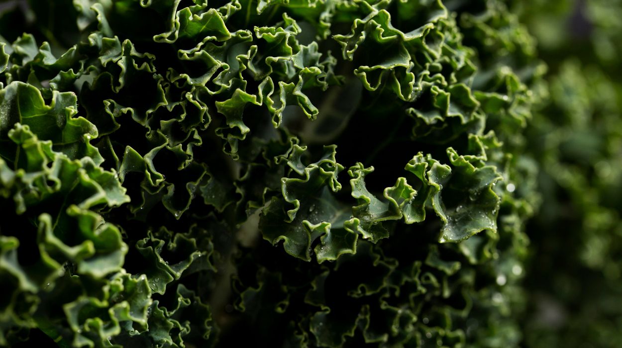 is kale a superfood