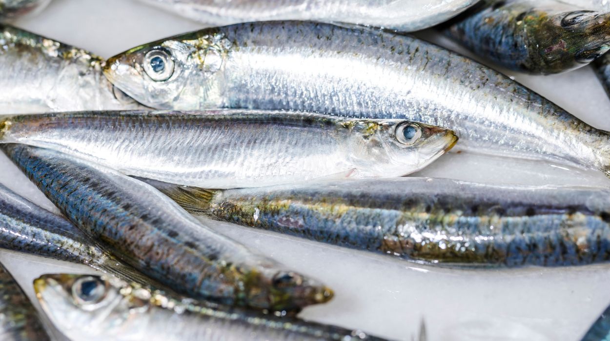 Ways To Add Sardines To Your Meals
