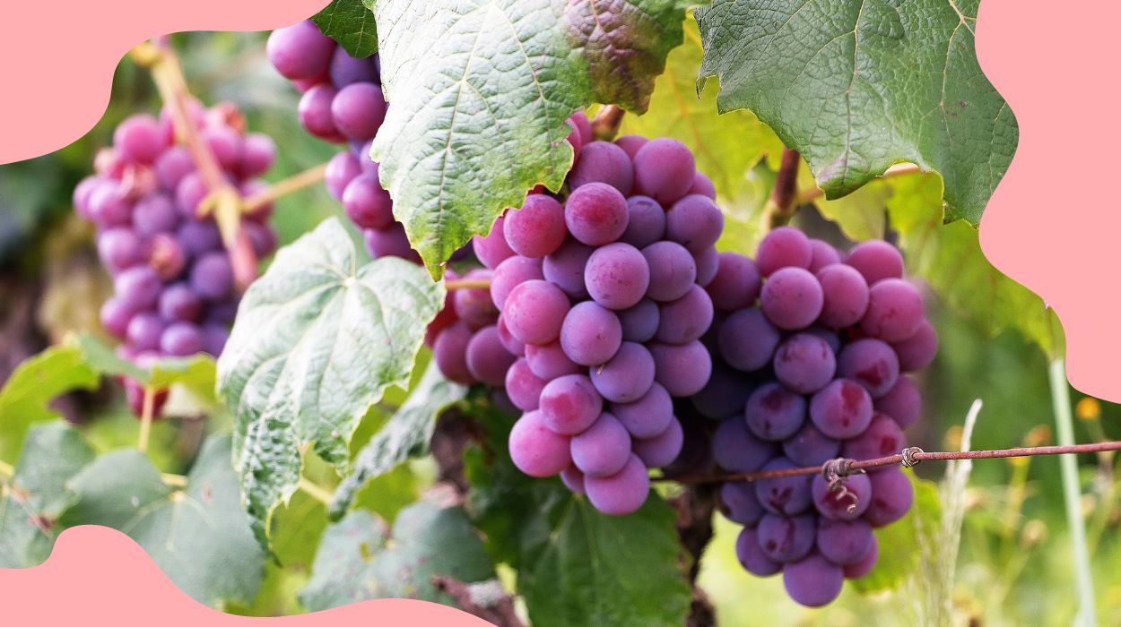 are grapes low fodmap
