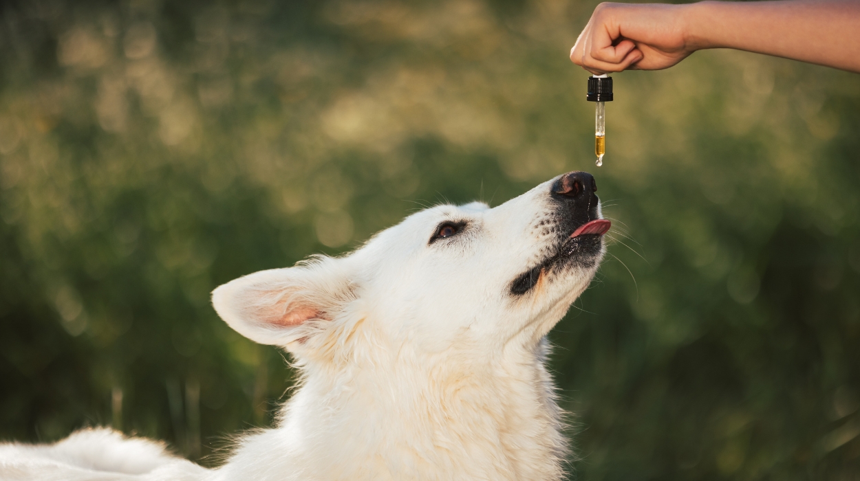 best cbd oil for dogs with allergies