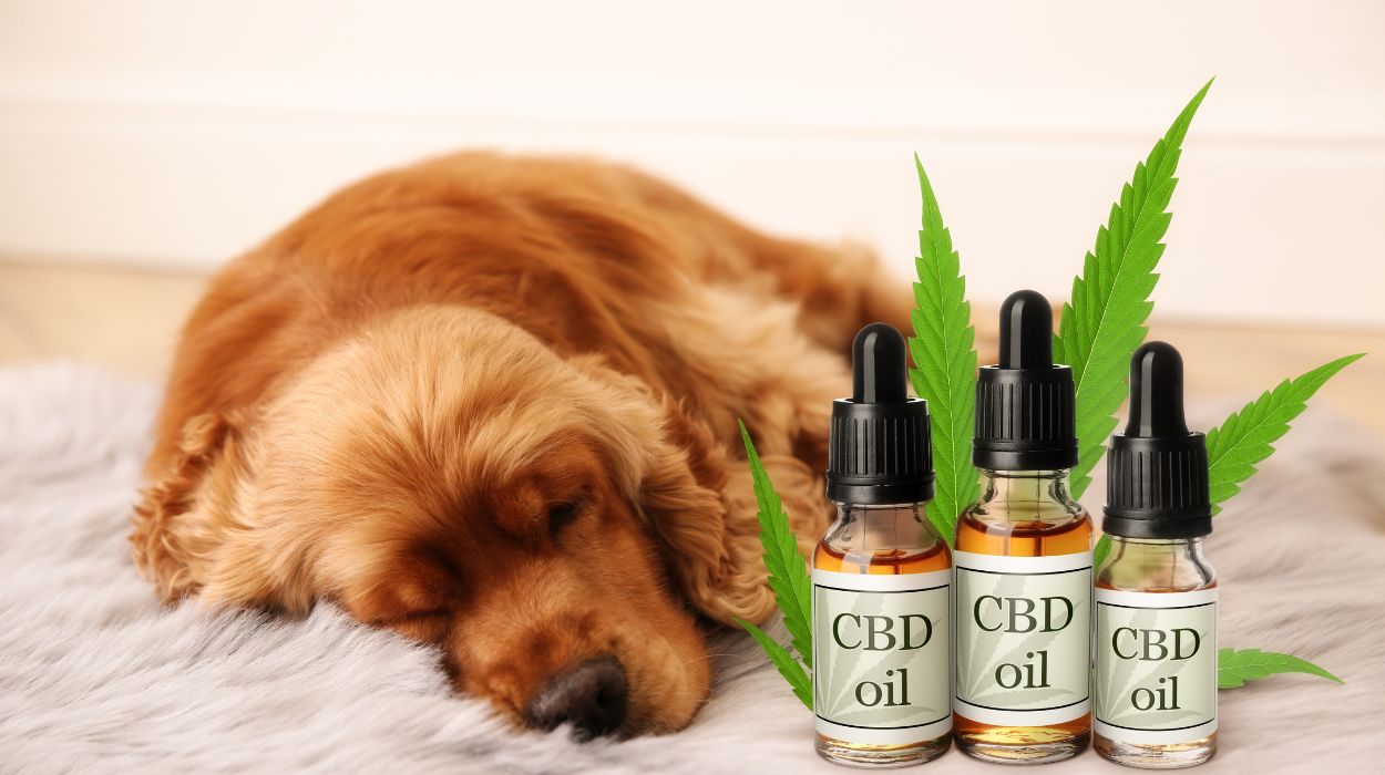 best cbd oil for dogs with cancer