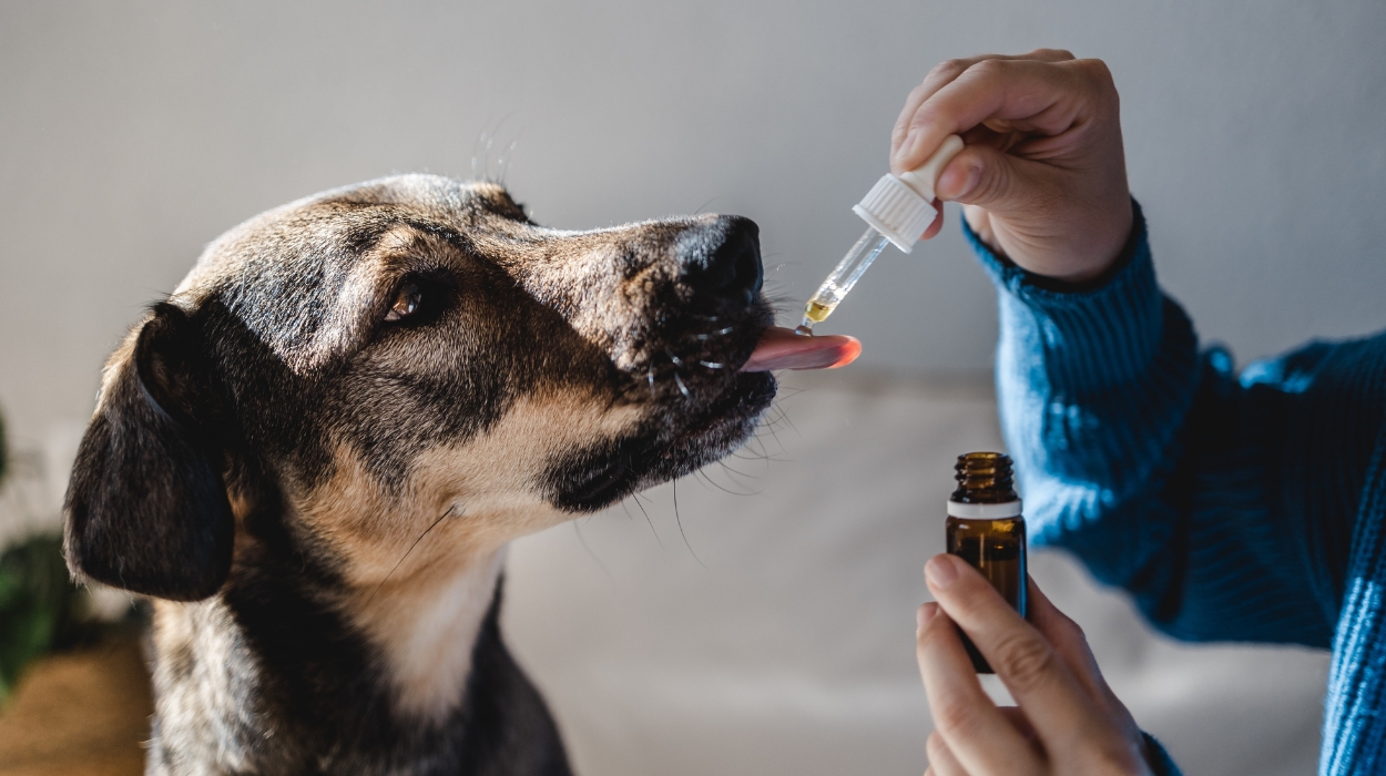 best cbd oil for dog seizures