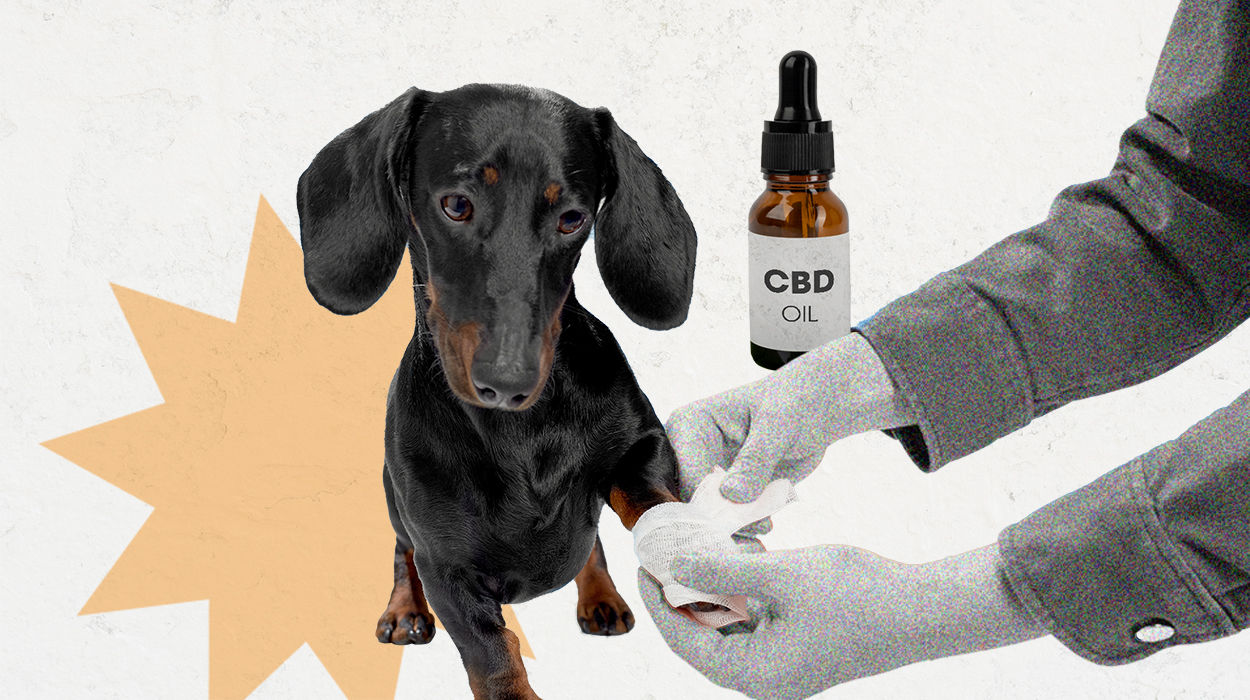 cbd for dogs joint pain