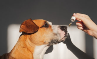CBD Oil for Dogs with Arthritis