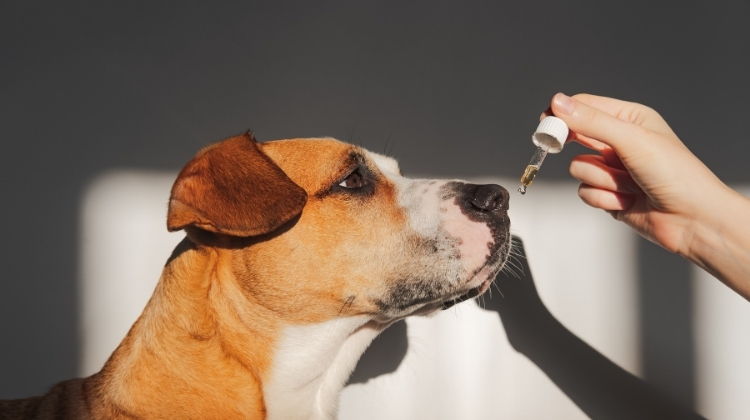 CBD Oil for Dogs with Arthritis
