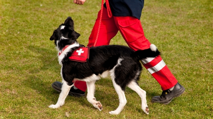 Psychiatric Service Dog 2022: How To Make Your ESA a PSD?
