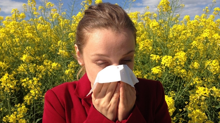Cbd help allergies