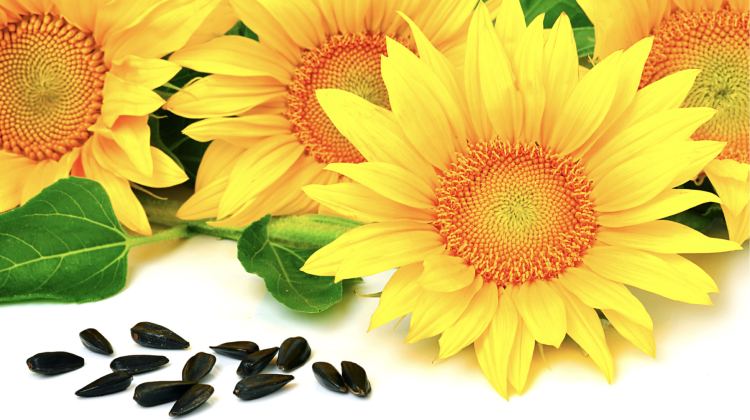 Are Sunflower Seeds Good For Weight Loss? Benefits & Side Effects 2023