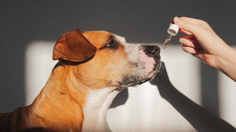 best cbd oil for dogs with arthritis