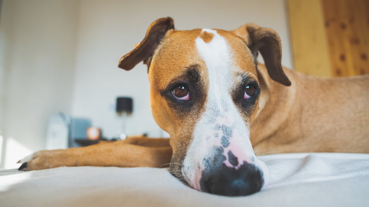 What Can I Give My Dog for Anxiety